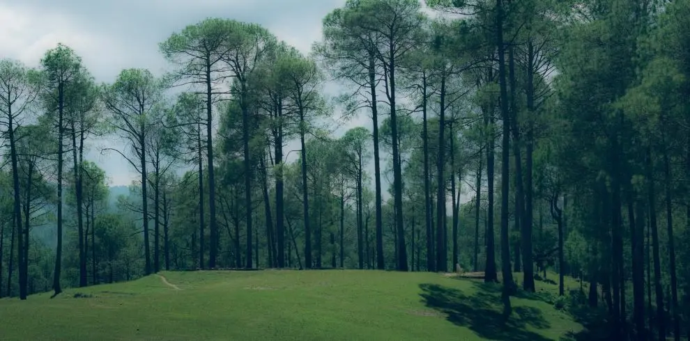 ranikhet